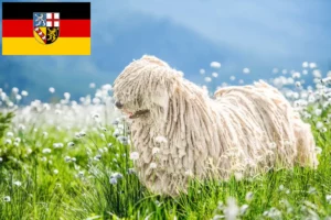 Read more about the article Hodowcy i szczenięta Komondor w Kraj Saary