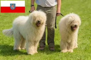 Read more about the article Hodowcy i szczenięta Komondor w Turyngia