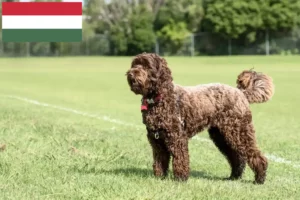 Read more about the article Hodowcy i szczenięta Labradoodle w Węgry