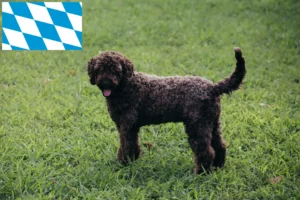 Read more about the article Hodowcy i szczenięta Lagotto romagnolo w Bawaria