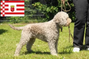 Read more about the article Lagotto romagnolo hodowcy i szczenięta w Brema