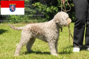 Read more about the article Lagotto romagnolo hodowcy i szczenięta w Hesja