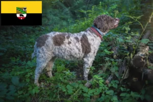 Read more about the article Lagotto romagnolo hodowcy i szczenięta w Saksonia-Anhalt