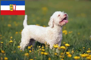 Read more about the article Lagotto romagnolo hodowcy i szczenięta w Szlezwik-Holsztyn