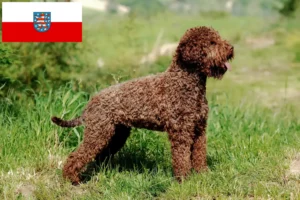 Read more about the article Lagotto romagnolo hodowcy i szczenięta w Turyngia