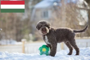 Read more about the article Hodowcy i szczenięta Lagotto romagnolo w Węgry