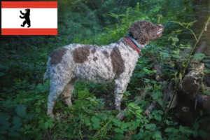 Read more about the article Lagotto romagnolo hodowcy i szczenięta w Berlin