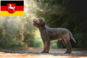 Read more about the article Lagotto romagnolo hodowcy i szczenięta w Dolna Saksonia