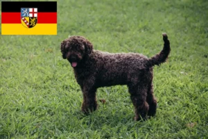 Read more about the article Lagotto romagnolo hodowcy i szczenięta w Kraj Saary