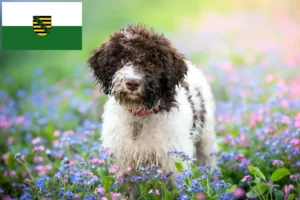 Read more about the article Lagotto romagnolo hodowcy i szczenięta w Saksonia