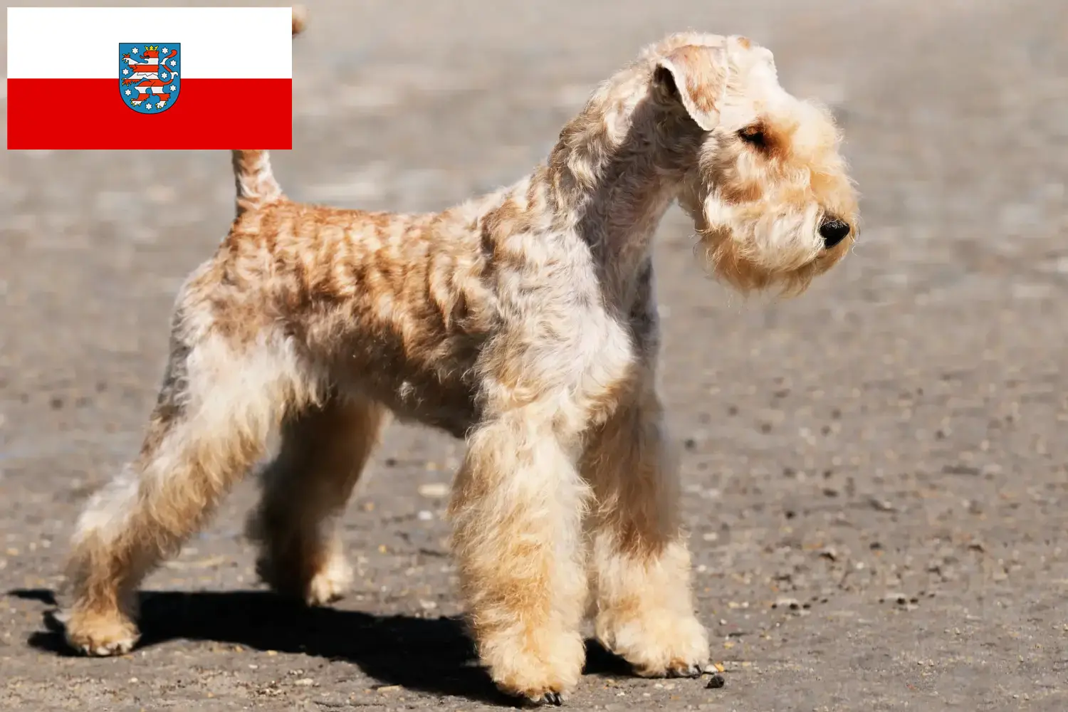 Read more about the article Hodowcy i szczenięta Lakeland terrier w Turyngia