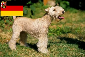 Read more about the article Hodowcy i szczenięta Lakeland terrier w Nadrenia-Palatynat