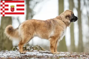 Read more about the article Hodowcy i szczenięta Leonberger w Brema