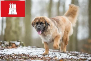 Read more about the article Hodowcy i szczenięta Leonberger w Hamburg