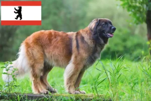 Read more about the article Hodowcy i szczenięta Leonberger w Berlin