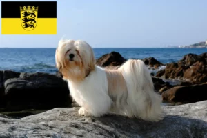 Read more about the article Hodowcy i szczenięta Lhasa apso w Badenia-Wirtembergia