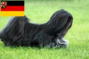 Read more about the article Hodowcy i szczenięta Lhasa apso w Nadrenia-Palatynat