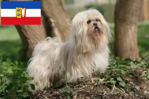 Read more about the article Hodowcy i szczenięta Lhasa apso w Szlezwik-Holsztyn