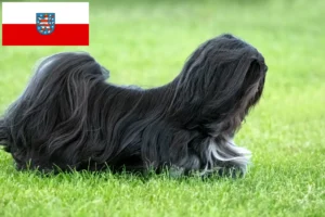 Read more about the article Hodowcy i szczenięta Lhasa apso w Turyngia