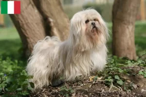 Read more about the article Hodowcy i szczenięta Lhasa apso w Włochy