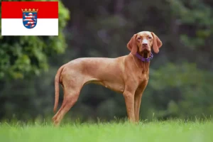 Read more about the article Hodowcy i szczenięta Magyar Vizsla w Hesja