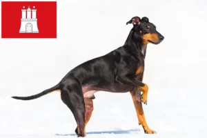 Read more about the article Manchester terrier hodowca i szczenięta w Hamburg