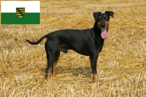 Read more about the article Hodowcy i szczenięta Manchester terrier w Saksonia