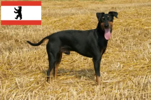 Read more about the article Manchester terrier hodowcy i szczenięta w Berlin