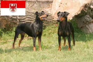 Read more about the article Hodowcy i szczenięta Manchester terrier w Brandenburgia