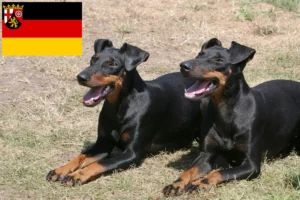 Read more about the article Hodowcy i szczenięta Manchester terrier w Nadrenia-Palatynat