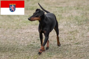 Read more about the article Hodowcy i szczenięta Manchester terrier w Hesja