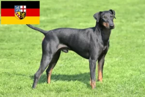 Read more about the article Hodowcy i szczenięta Manchester terrier w Kraj Saary