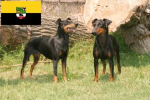 Read more about the article Hodowcy i szczenięta Manchester terrier w Saksonia-Anhalt