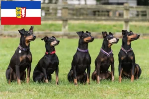 Read more about the article Hodowcy i szczenięta Manchester terrier w Szlezwik-Holsztyn