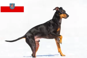 Read more about the article Hodowcy i szczenięta Manchester terrier w Turyngia