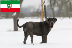 Read more about the article Mastino Napoletano hodowcy i szczenięta w Nadrenia Północna-Westfalia