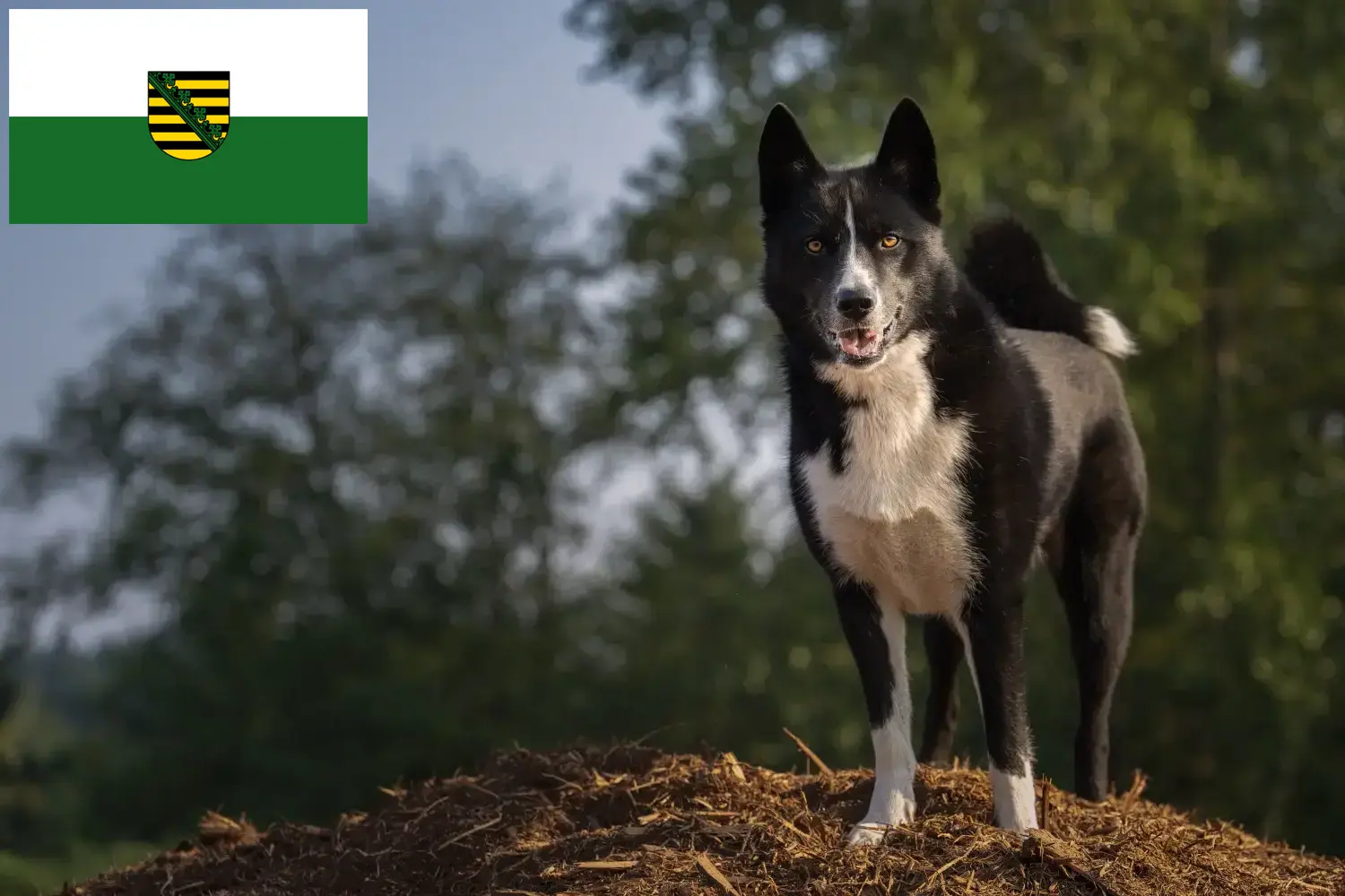 Read more about the article Hodowca psów i szczeniąt niedźwiedzia karelskiego w Saksonii