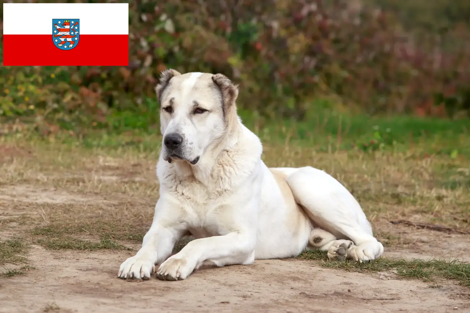 Read more about the article Hodowla owczarków środkowoazjatyckich i szczeniąt w Turyngii