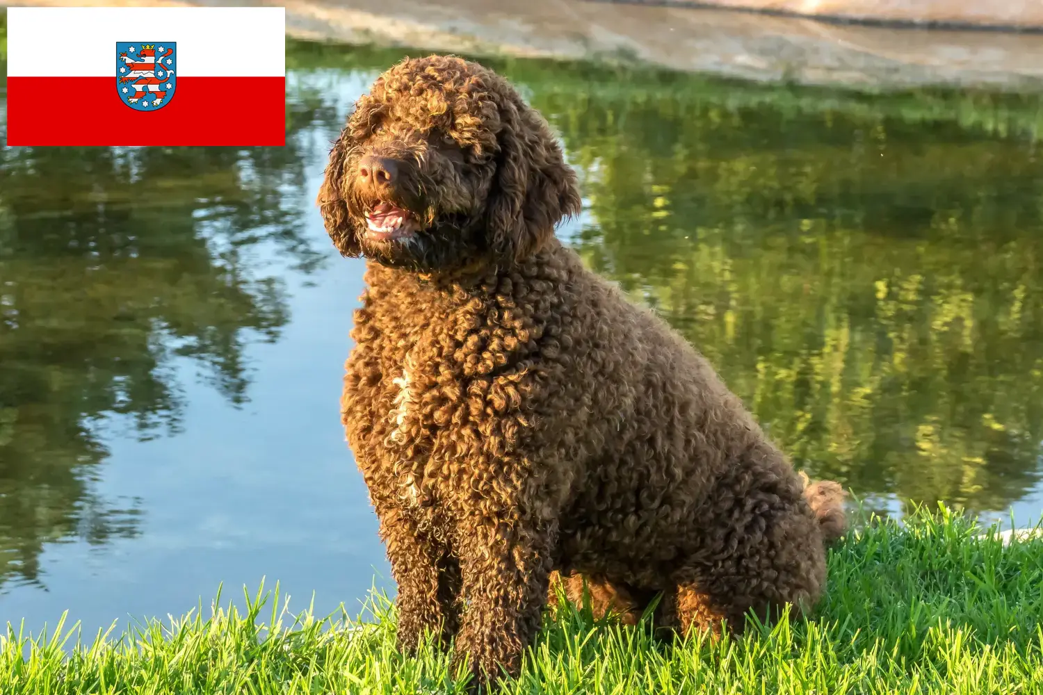 Read more about the article Perro de Agua Español hodowcy i szczenięta w Turyngia