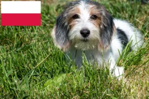 Read more about the article Petit Basset Griffon Vendéen hodowcy i szczenięta w Polska