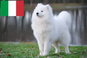 Read more about the article Hodowcy i szczenięta Samoyed w Włochy