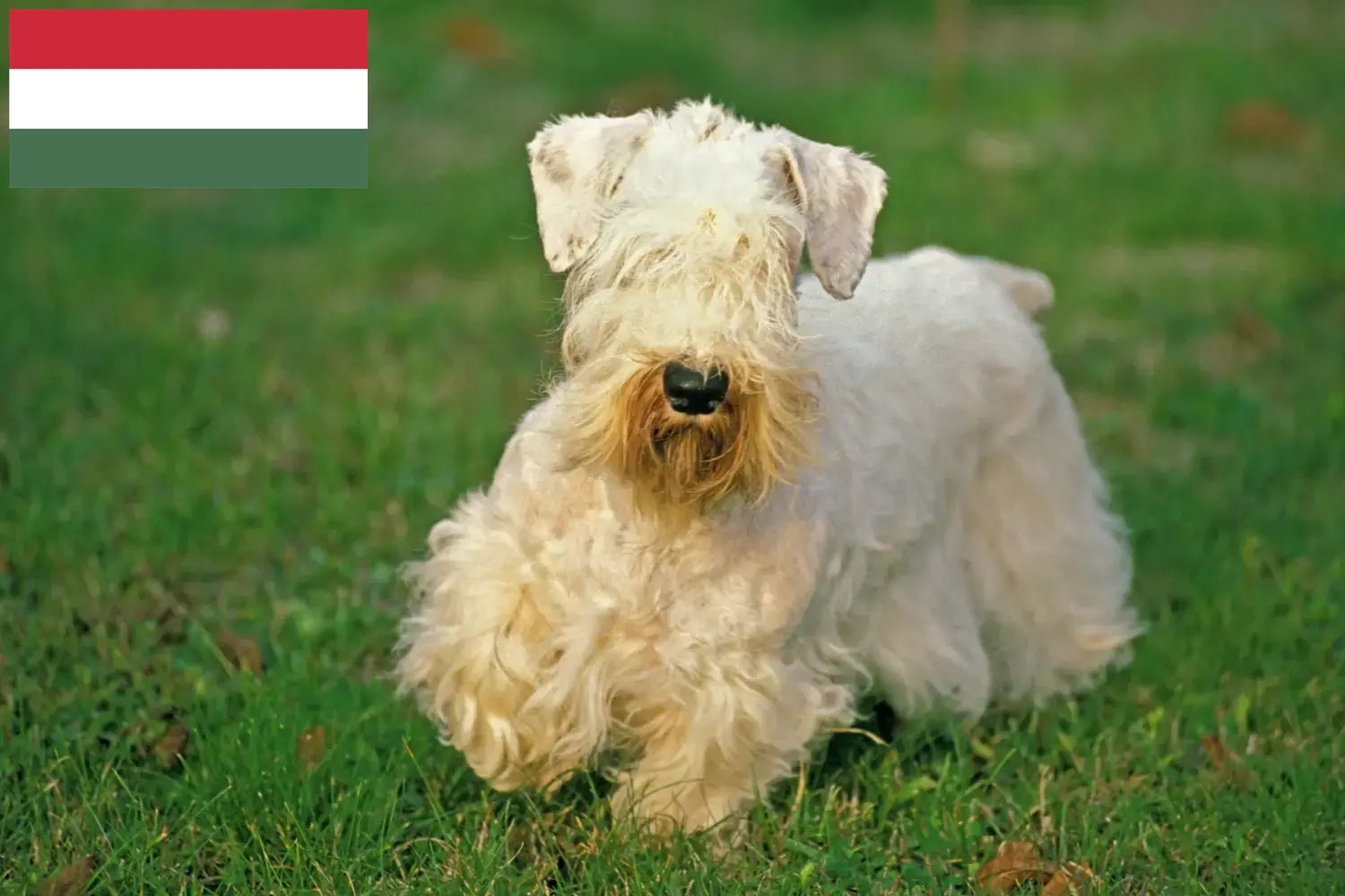 Read more about the article Hodowcy i szczenięta Sealyham terrier w Węgry