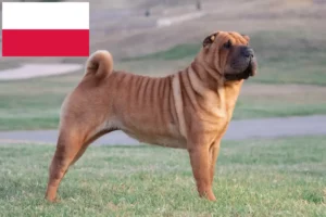 Read more about the article Hodowcy i szczenięta Shar-Pei w Polska