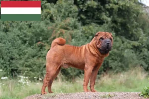 Read more about the article Hodowcy i szczenięta Shar-Pei w Węgry