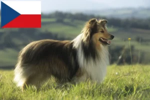 Read more about the article Hodowcy i szczenięta Sheltie w Republika Czeska