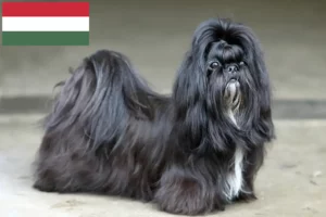 Read more about the article Hodowcy i szczenięta Shih Tzu w Węgry