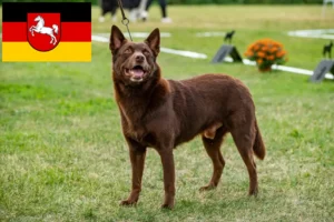 Read more about the article Hodowcy i szczenięta Australian Kelpie w Dolna Saksonia