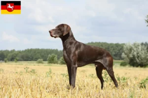 Read more about the article Hodowcy krótkowłosych niemieckich i szczenięta w Dolna Saksonia