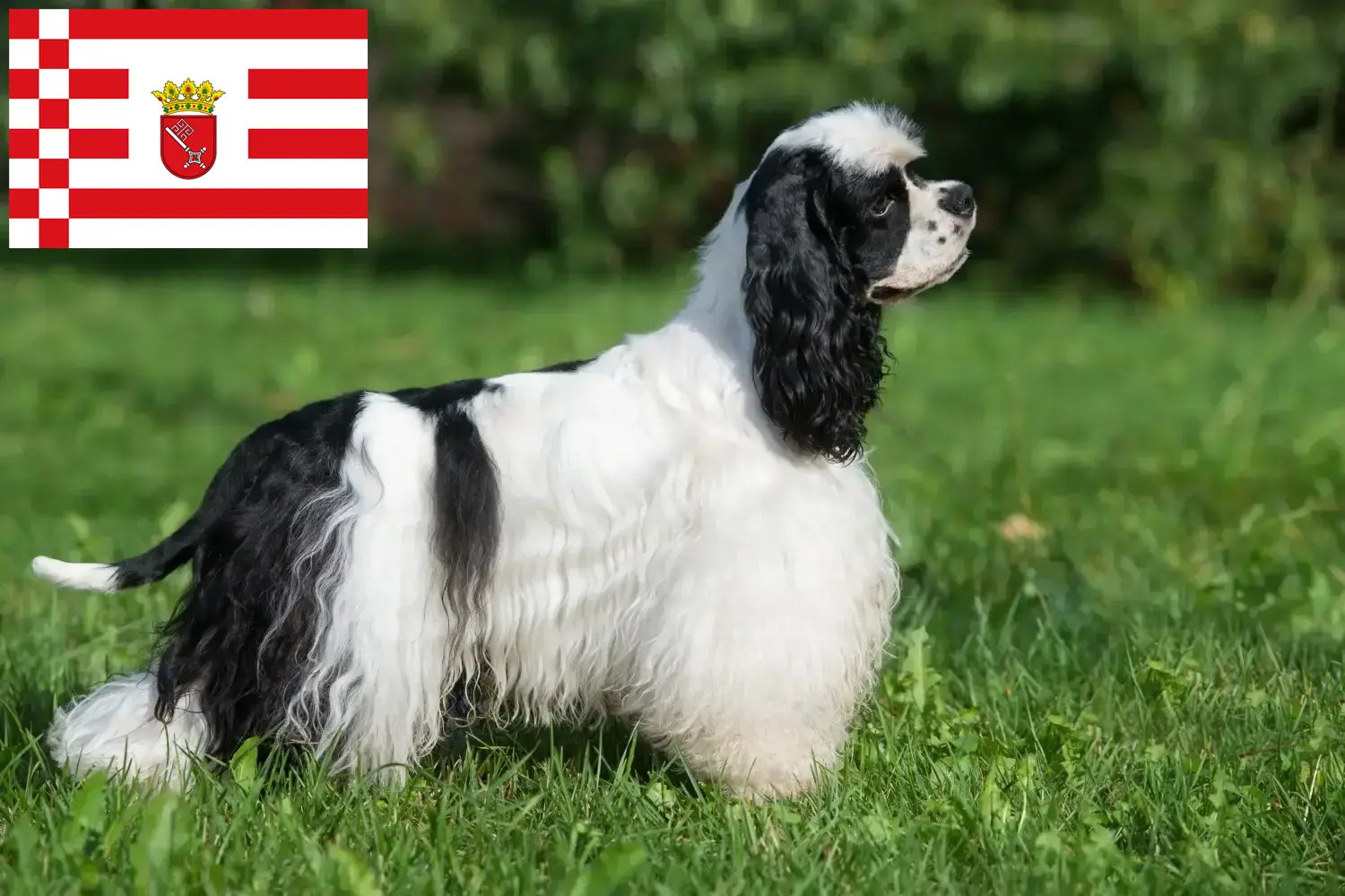 Read more about the article Amerykański cocker spaniel hodowca i szczenięta w Brema