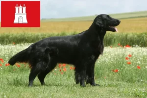 Read more about the article Hodowcy i szczenięta Flat Coated Retriever w Hamburg